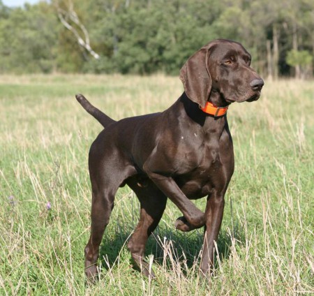 Braco Alemão de Pelo Longo